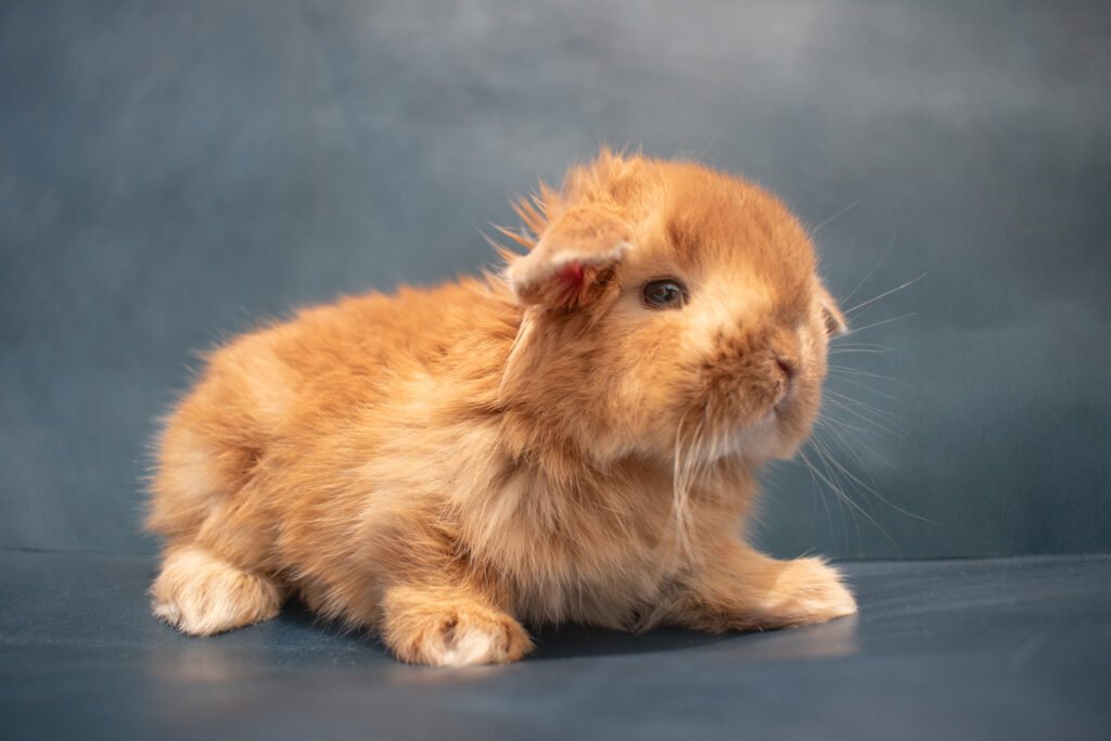 holland lop