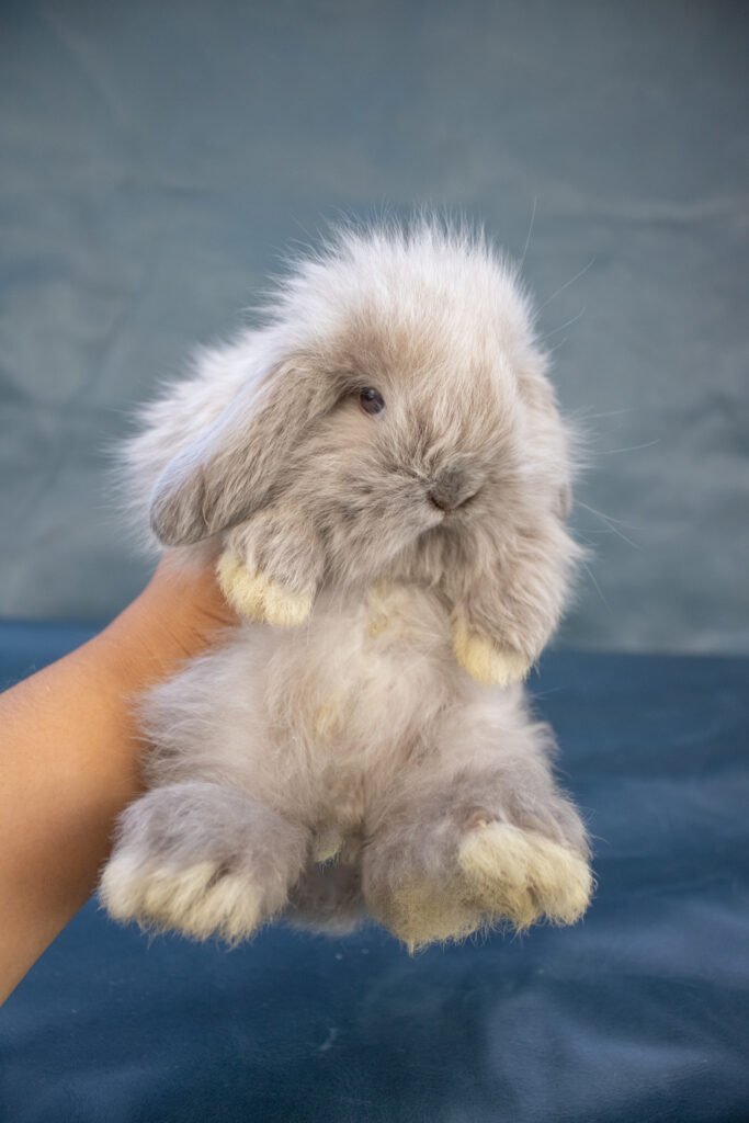 mini lop